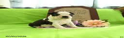 Boston Terrier dogs for sale: Vera - Ad 8