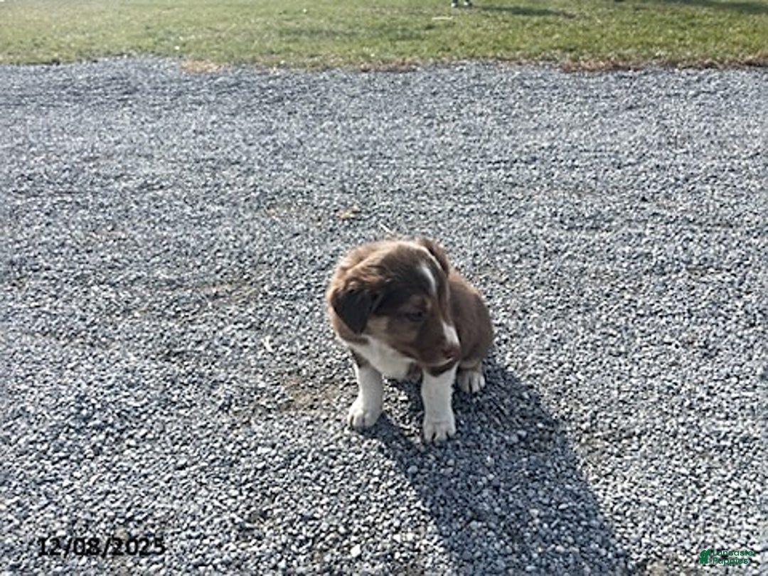 Border Collie dogs for sale: Rookie - Ad 3