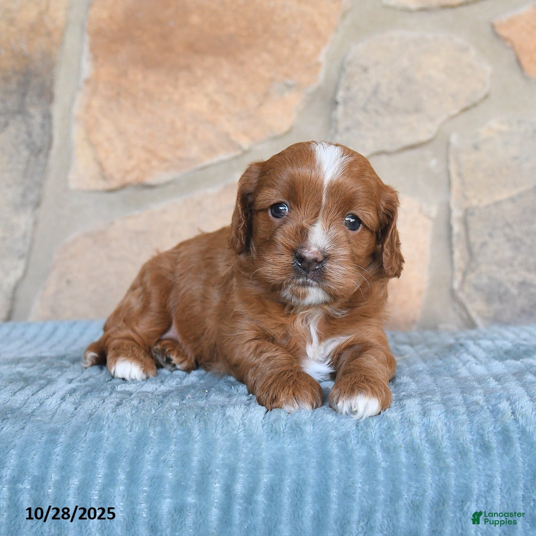 Cavapoo dogs for sale: Fancy - Ad 4