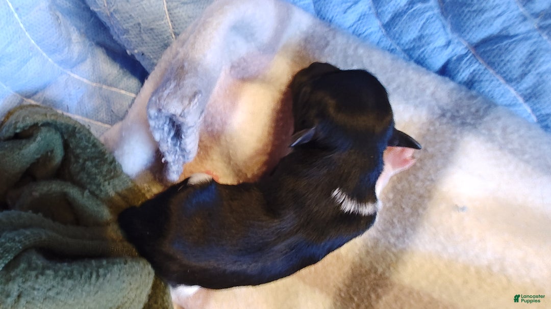 Miniature Schnauzer dogs for sale: Miniature Schnauzer Boy 1 - Ad 1