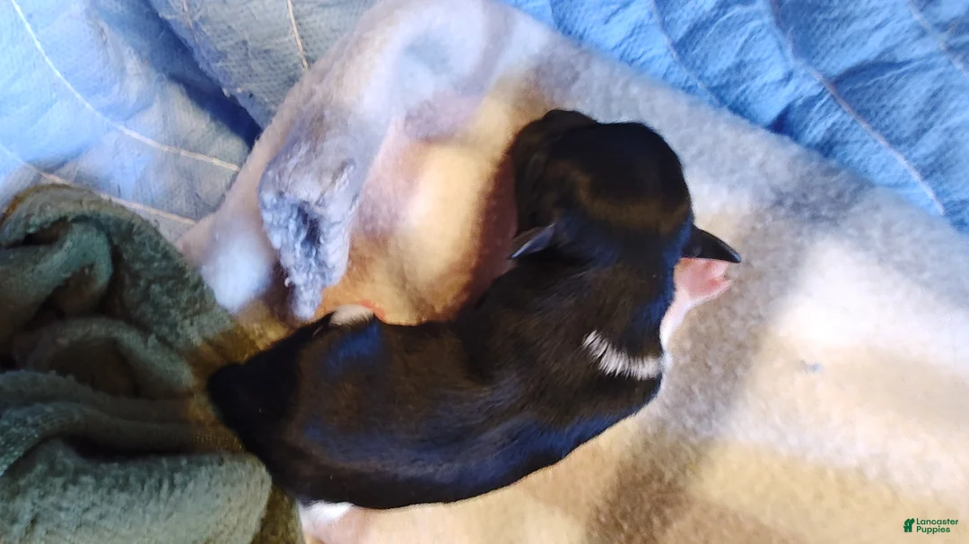 Miniature Schnauzer dogs for sale: Miniature Schnauzer Boy 1 - Ad 8