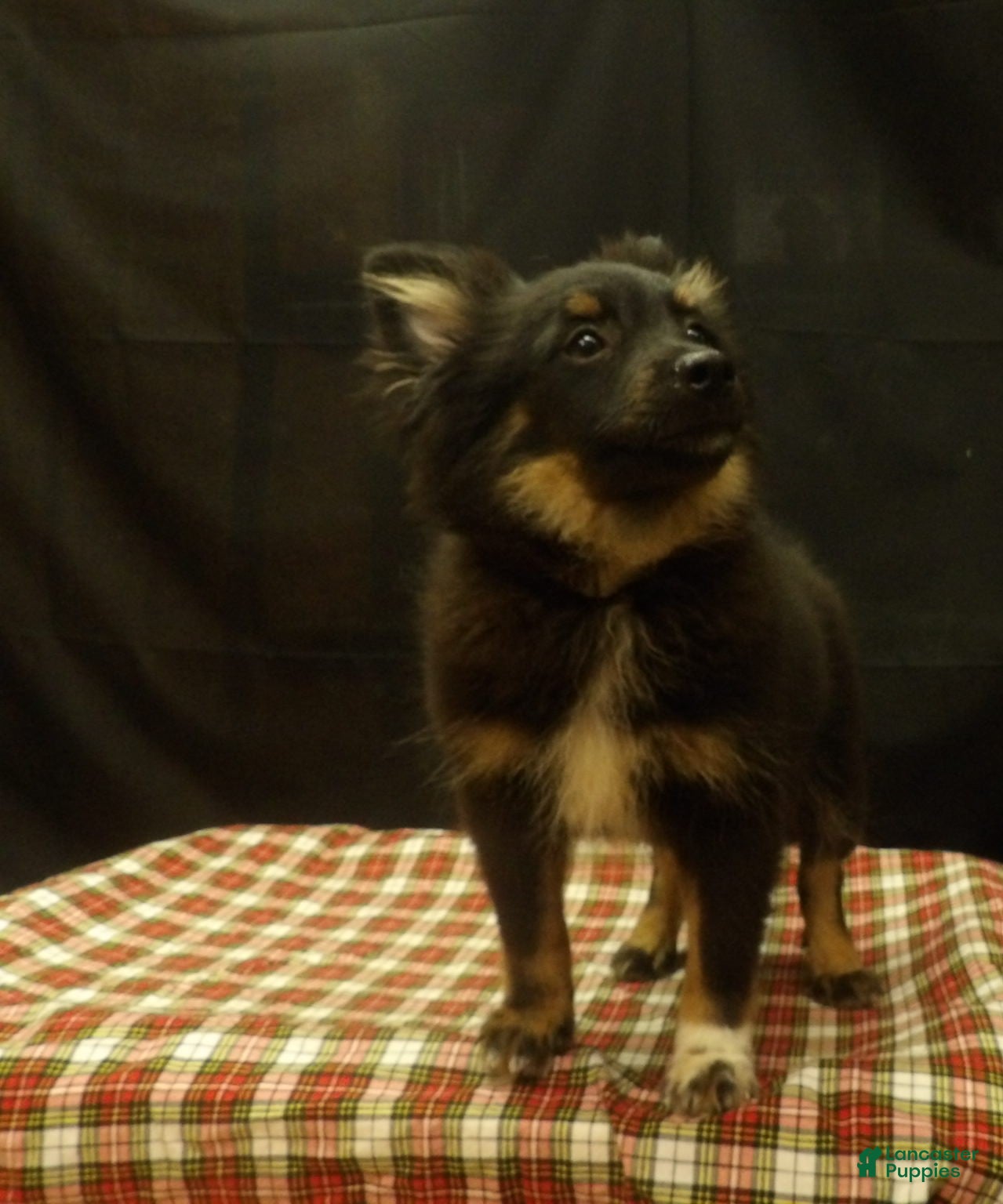 Pomeranian dogs Santana - Ad 6