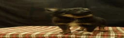 Pomeranian dogs for sale: Santana - Ad 1
