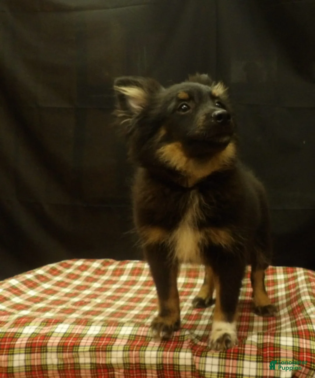 Pomeranian dogs for sale: Santana - Ad 1