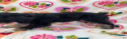 Miniature Schnauzer dogs for sale: Austin - Ad 4