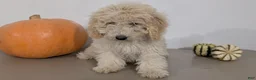 Havapoo dogs for sale: Milo - Ad 7