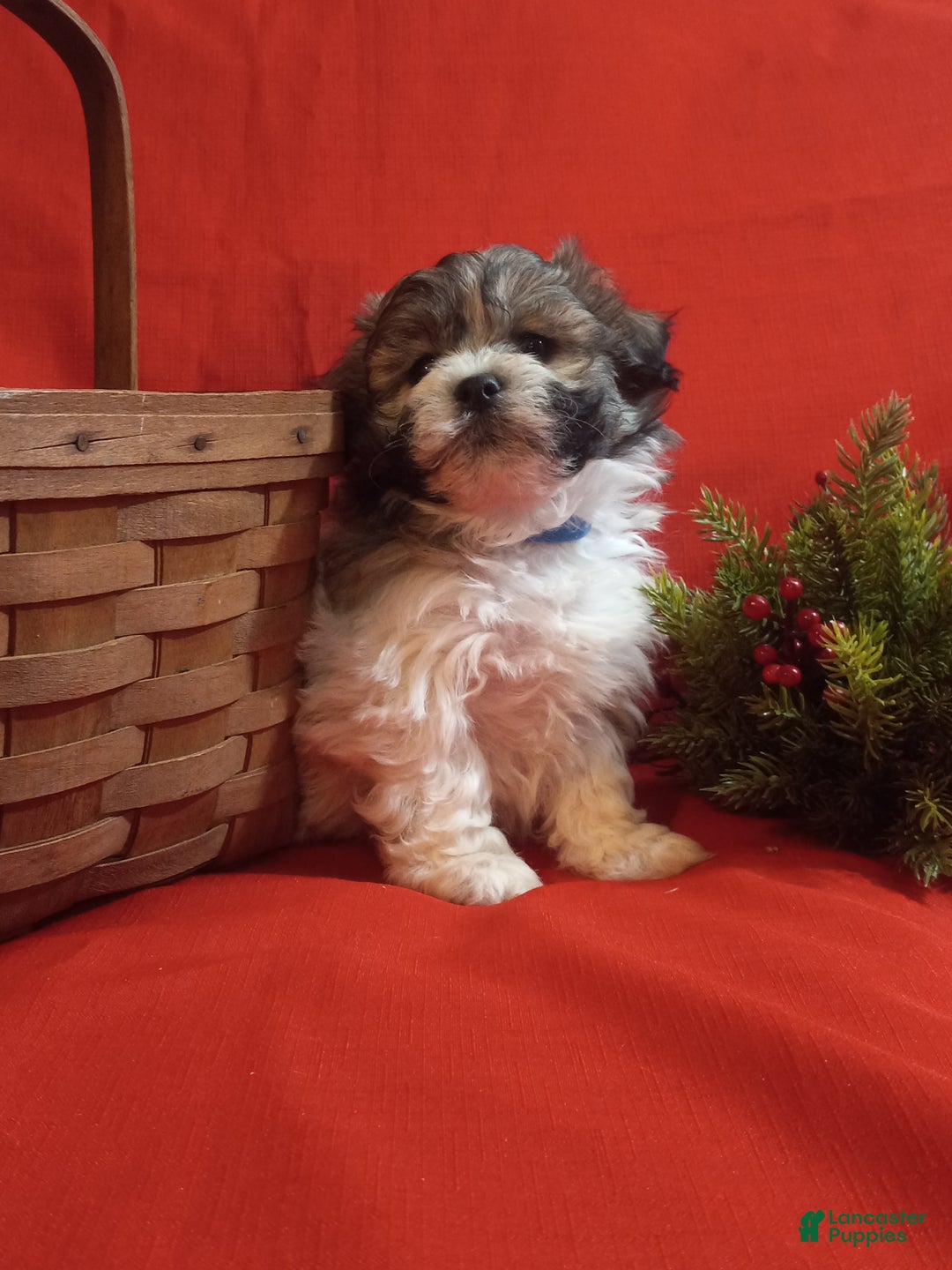 Teddy Bear dogs for sale: Rambo - Ad 4