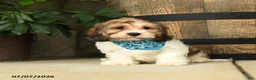 Cavachon dogs for sale: Tinker - Ad 1