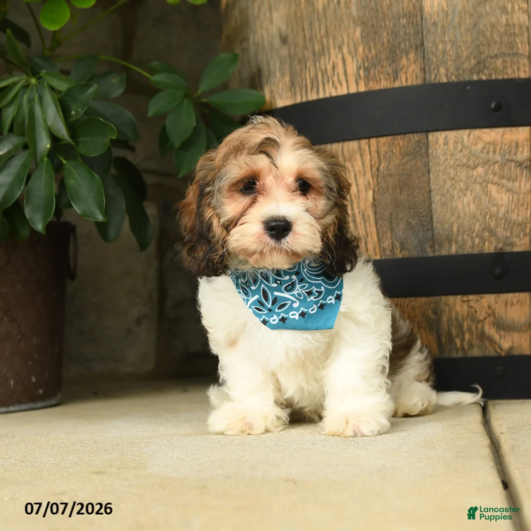 Cavachon dogs for sale: Tinker - Ad 1