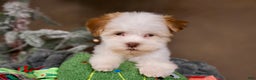 Havanese dogs for sale: Eggnog - Ad 11