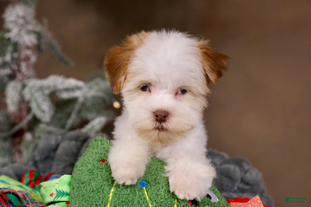 Havanese dogs for sale: Eggnog - Ad 11