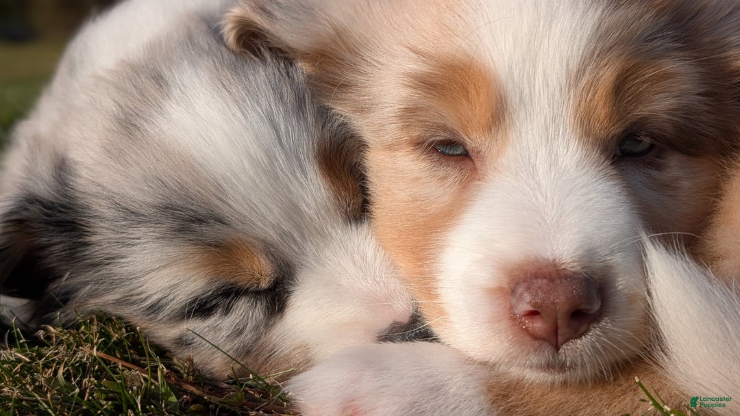 Australian Shepherd dogs for sale: Clara - Ad 14