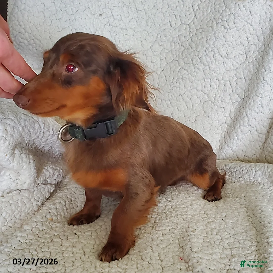 Miniature Dachshund dogs for sale: Ryan - Ad 2