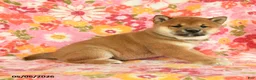 Shiba Inu dogs for sale: Summer - Ad 5