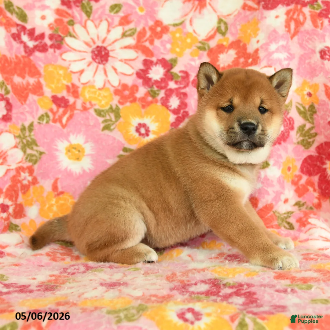 Shiba Inu dogs for sale: Summer - Ad 5