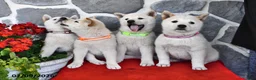 Shiba Inu dogs for sale: Oliver - Ad 5