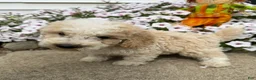Miniature Poodle dogs for sale: Don - Ad 5