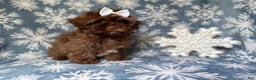 Shihpoo dogs for sale: Star - Ad 6