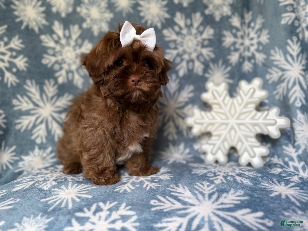 Shihpoo dogs for sale: Star - Ad 6