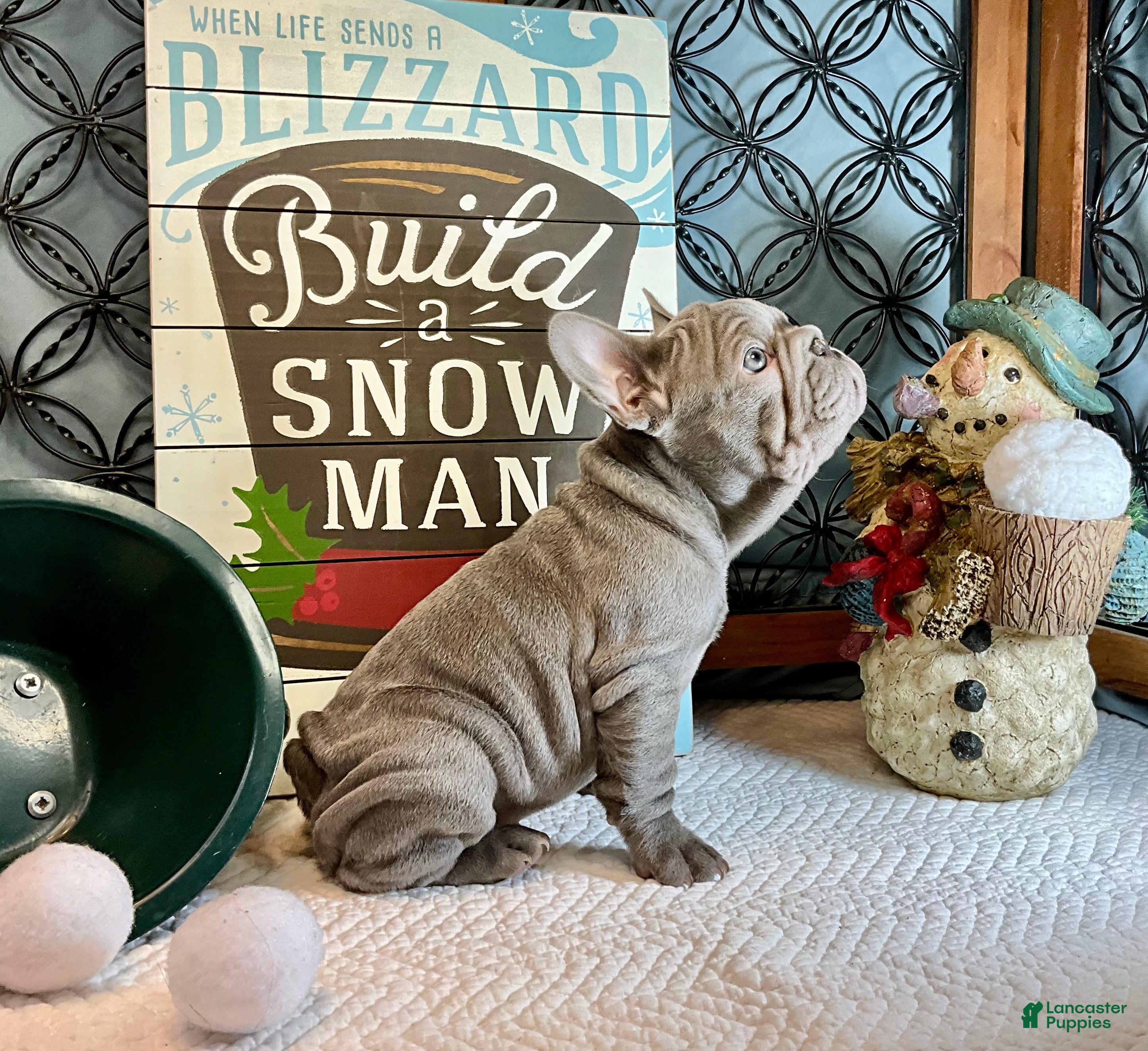 French Bulldog dogs River  - Ad 13