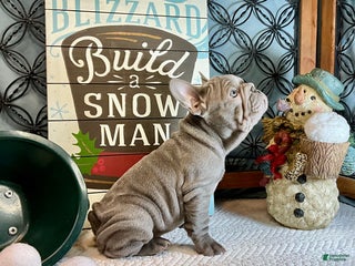 French Bulldog dogs River - Ad 13