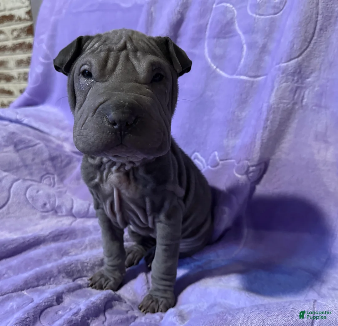 Shar Pei dogs for sale: Cinderella - Ad 4