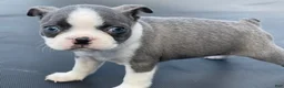 Boston Terrier dogs for sale: Chloe - Ad 2