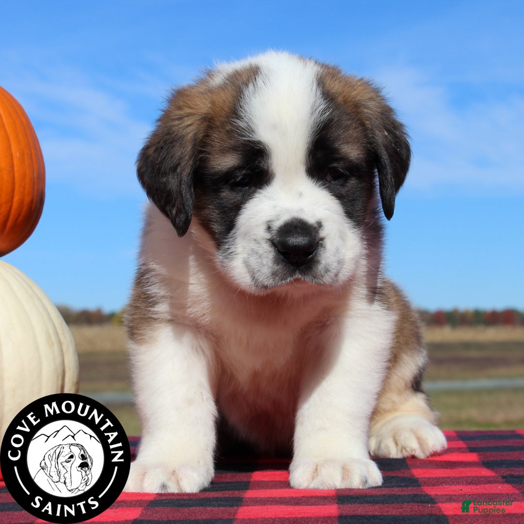 Saint Bernard dogs for sale: Mittens - Ad 2