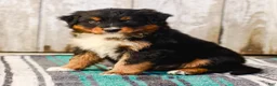 Australian Shepherd dogs for sale: Carson - Ad 4