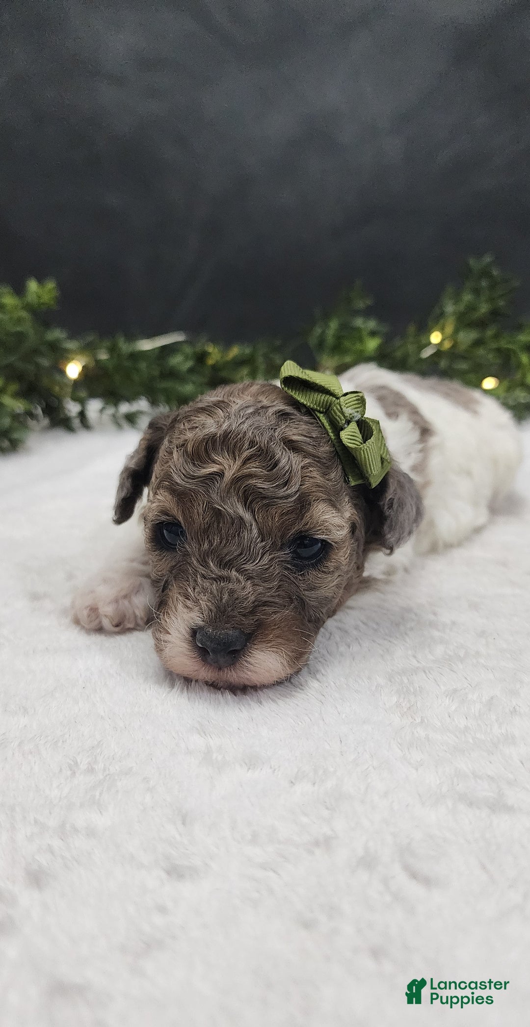 Miniature Poodle dogs for sale: Charlie  - Ad 3