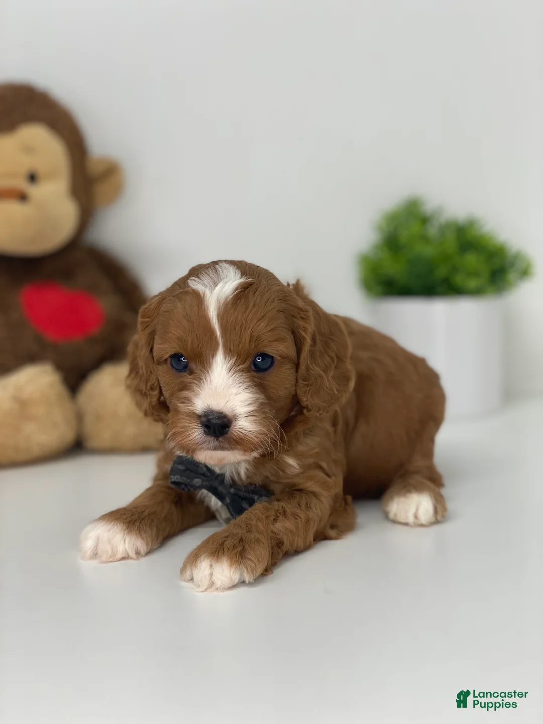 Cavapoo dogs for sale: Caleb - Ad 2