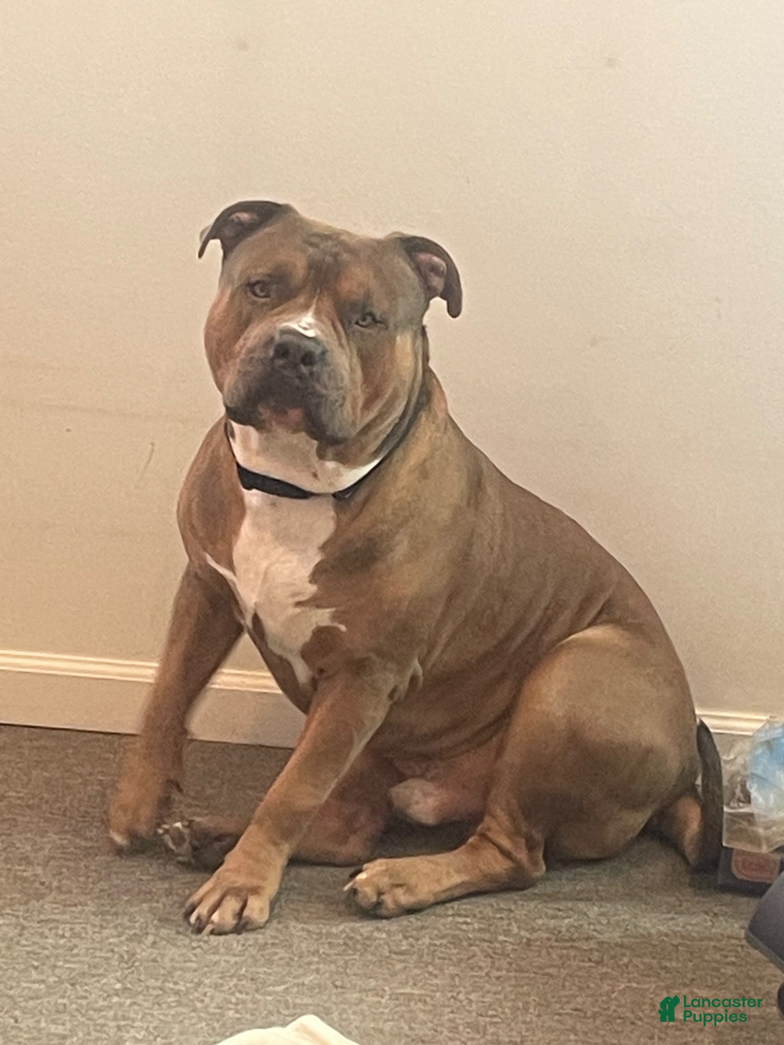 American Bully dogs Teflon “The Don” - Ad 4