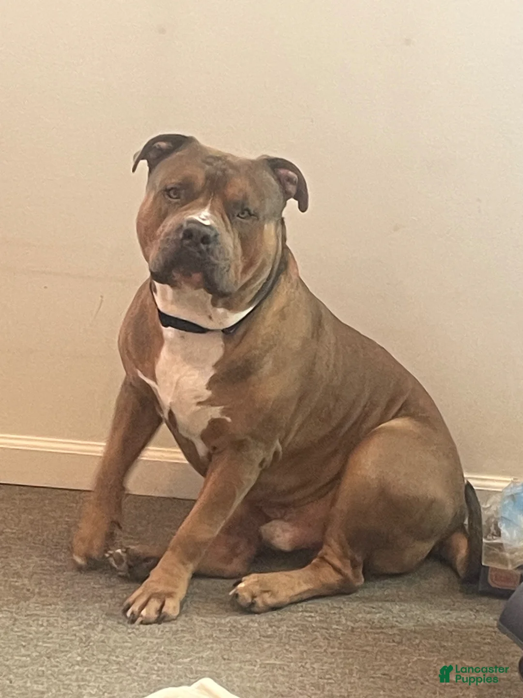 American Bully dogs for stud: Teflon “The Don” - Ad 1