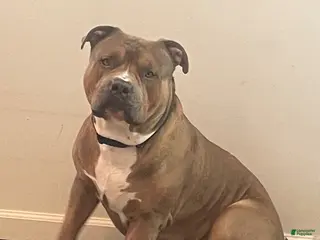 American Bully dogs Teflon “The Don” - Ad 4