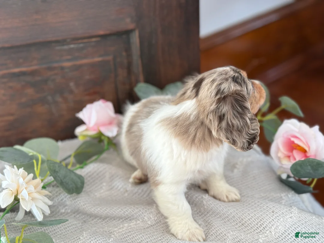 Miniature Dachshund dogs for sale: Mable - Ad 9