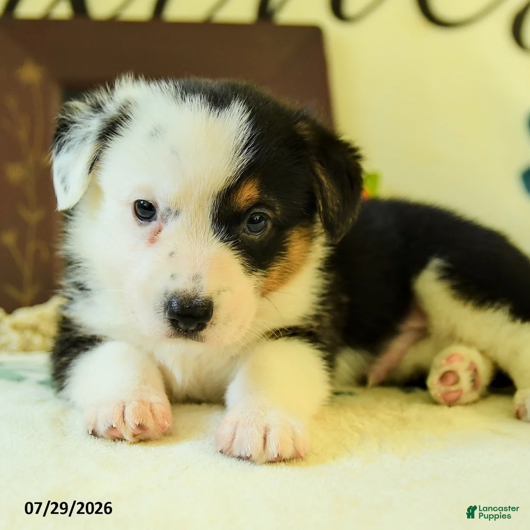 Welsh Corgi Pembroke dogs for sale: Brandon - Ad 5