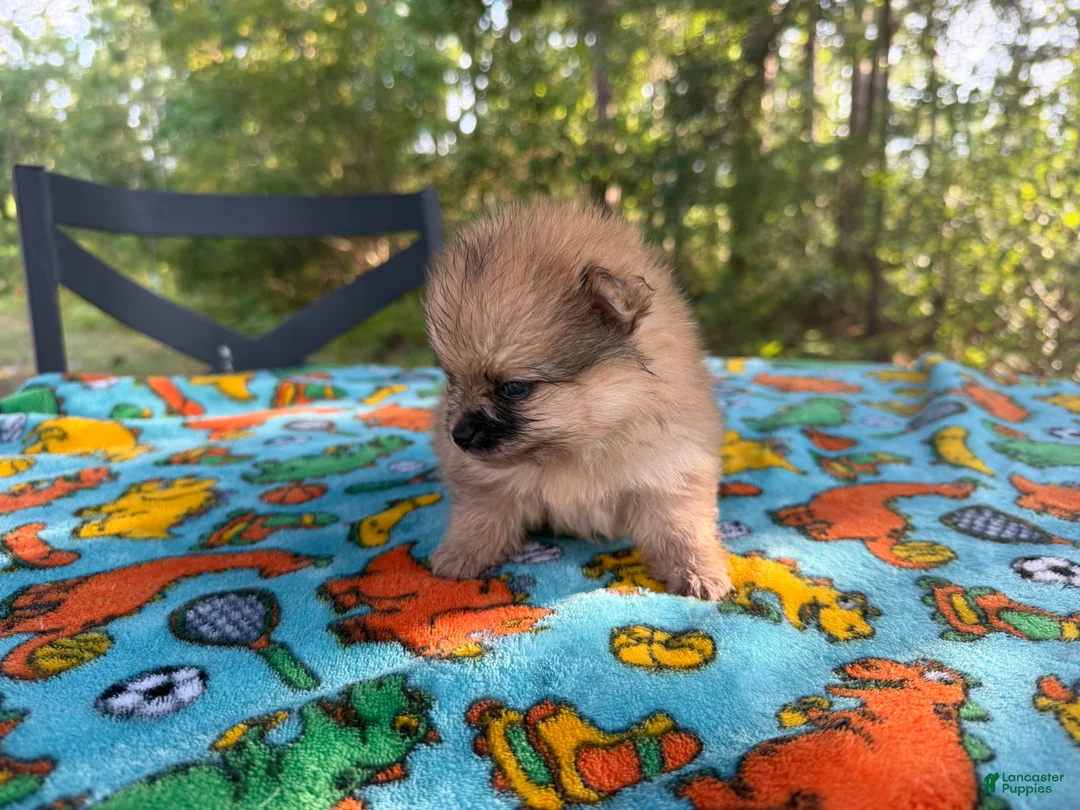 Pomeranian dogs for sale: Pomeranian 3 - Ad 7