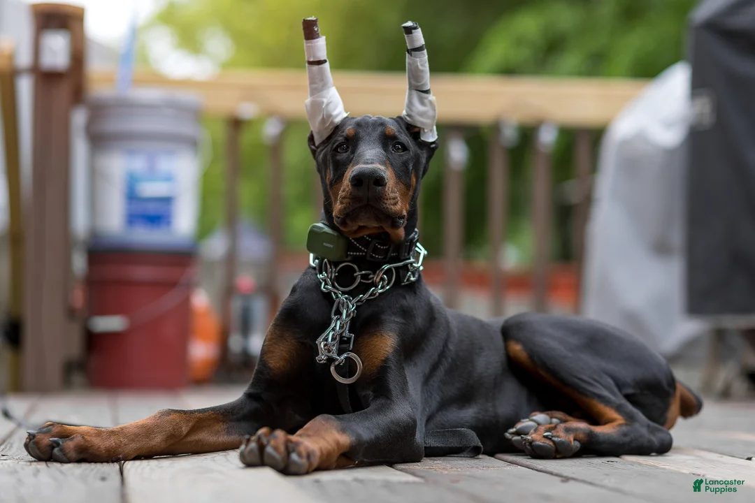 Doberman Pinscher dogs for sale: Bruce  - Ad 2