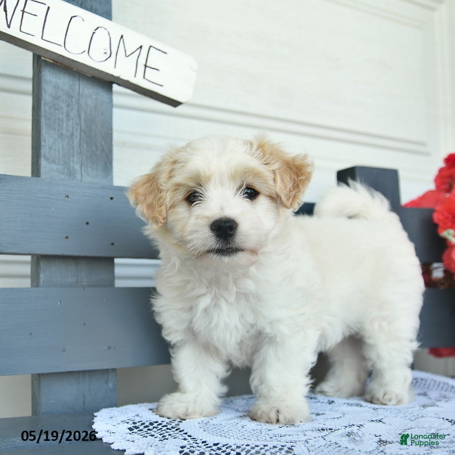 Havanese dogs Chuck  - Ad 2
