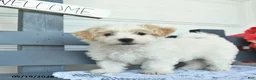 Havanese dogs for sale: Chuck  - Ad 2