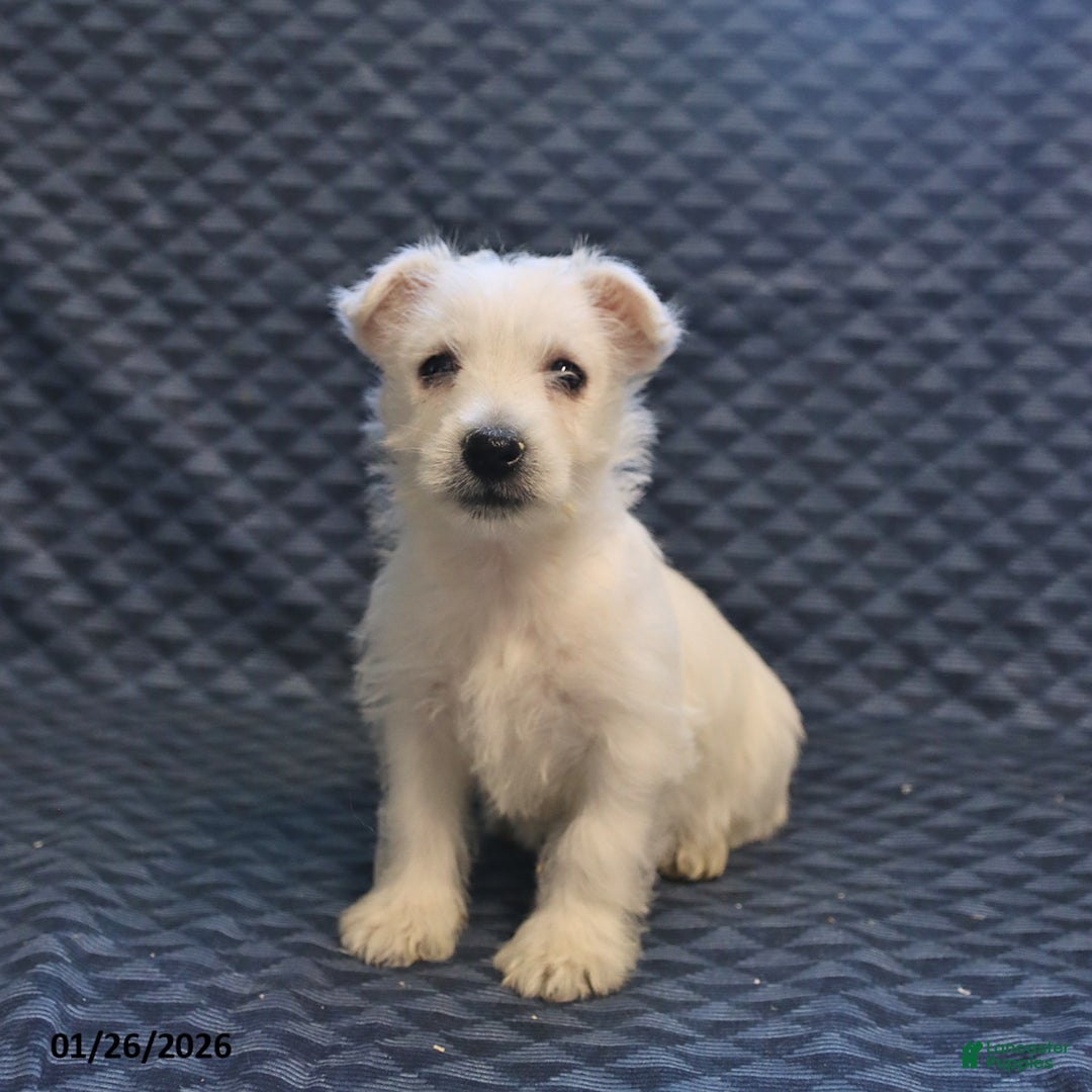 West Highland Terrier dogs for sale: Happy - Ad 3