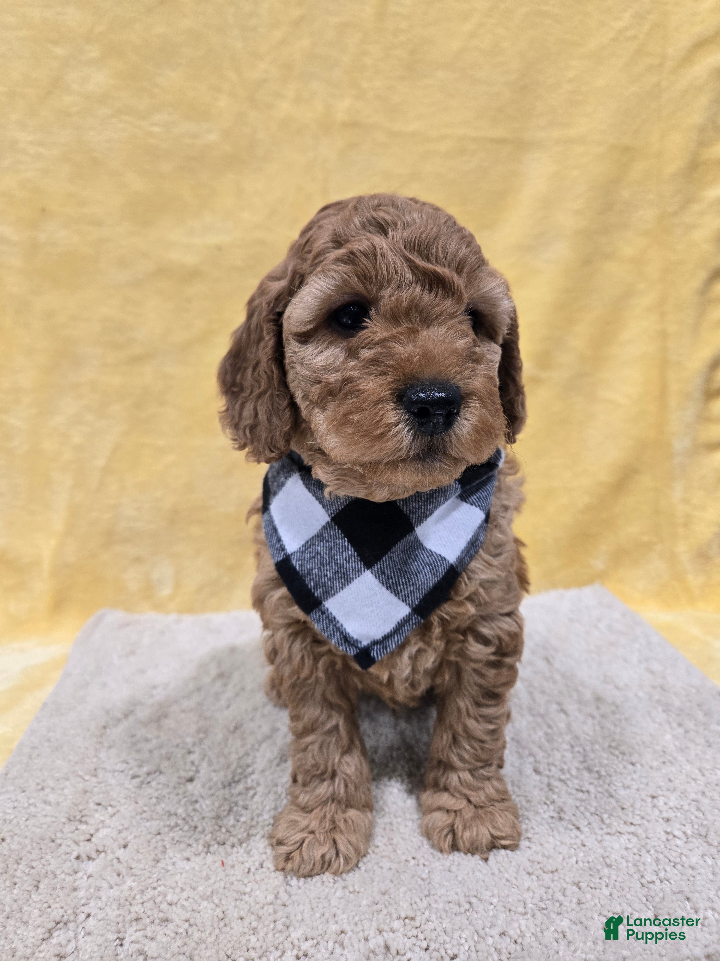 Mini Goldendoodle dogs Scout - Ad 42