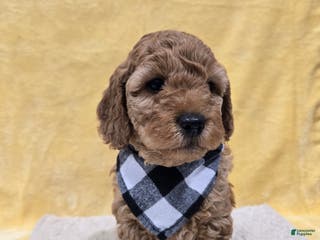 Mini Goldendoodle dogs Scout - Ad 42