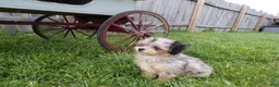 Shihpoo dogs for sale: patrick - Ad 4