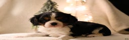 Cavalier King Charles Spaniel dogs for sale: Casper - Ad 2