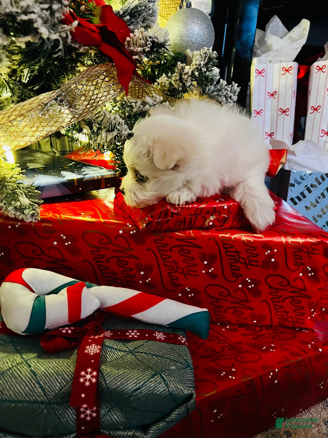 Maltese dogs for sale: Candycane - Ad 2