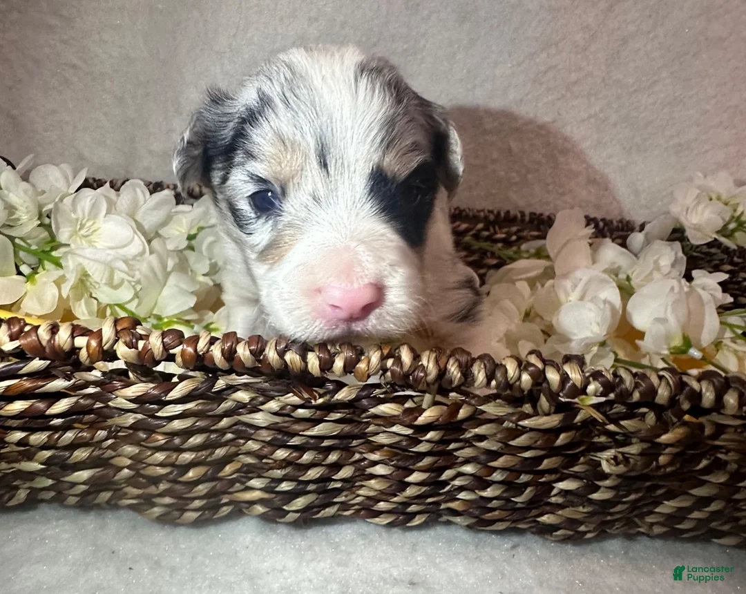 Border Collie dogs for sale: Willow  - Ad 2