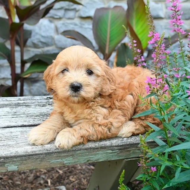 Mini Goldendoodle dogs Baxton - Ad 41