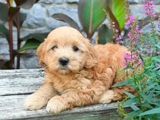 Mini Goldendoodle dogs Baxton - Ad 41
