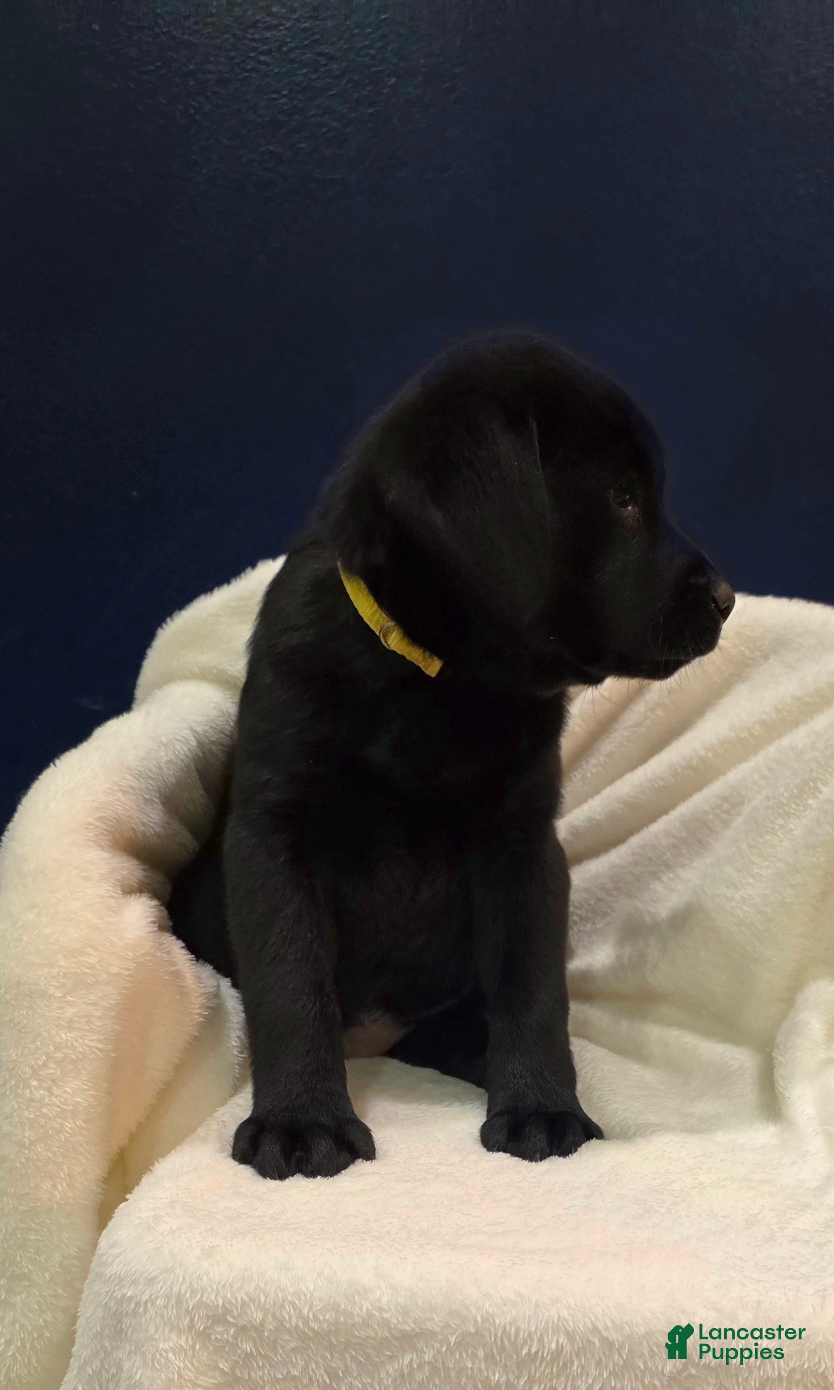 Labrador Retriever dogs Bella - Ad 2